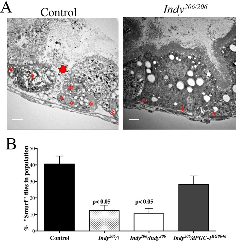 Indy mutations preserve intestinal integrity. (A) Electron micrograph of yw control (left) and Indy206/Indy206 (right) midgut imaged at 1000x. Arrow shows damaged tissue and asterisks mark ISCs. Scale bar represents 1 μm. (B) Quantitative analysis of blue staining of female control and Indy206/Indy206 flies fed food containing 2.5% w/v FD&C blue dye for 150 minutes at 40 days. Blue coloring throughout body indicates loss of intestinal integrity. Control and Indy206/dPGC-1KG08646 flies have a significantly higher number of blue flies compared to Indy206/+ and Indy206/Indy206 mutants (p50).