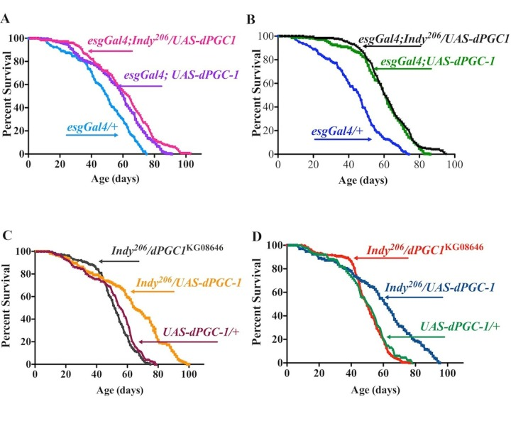 Indy and dPGC-1 longevity pathways overlap. (A) Lifespan curves of female esgGal4;Indy206/UAS-dPGC1 (magenta), esgGal4;UAS-dPGC-1 (purple) and genetic controls (esgGal4/+) (blue) flies. esgGal4;UAS-dPGC-1 females overexpressing dPGC-1 in esg-positive cells, and Indy mutant females with dPGC-1 overexpression in the esg-positive cells have 19.9%, and 27.7% increase in median longevity compared to genetic controls (esgGal4/+) flies, respectively. (B) Lifespan curves of male esgGal4;Indy206/UAS-dPGC1 (black), esgGal4;UAS-dPGC-1 (green) and genetic controls (esgGal4/+) (blue). esgGal4;UAS-dPGC-1 males overexpressing dPGC-1 in esg-positive cells, and Indy mutant male with dPGC-1 overexpression in the esg-positive cells have 35.1% and 40.6% increase in median longevity compared to genetic controls (esgGal4/+), respectively. (C) Lifespan curves of female Indy206 mutants with a hypomorphic allele for dPGC-1 (esgGal4;Indy206/UAS-dPGC1) (gray), Indy mutant flies with one copy of the dPGC-1UAS construct (esgGal4;Indy206/UAS-dPGC1) (yellow) and genetic controls (UAS-dPGC1/+) (maroon). esgGal4;Indy206/UAS-dPGC1 flies show similar longevity compared to controls and esgGal4;Indy206/UAS-dPGC1 females show 22.5% median longevity extension. (D) Lifespan curves of male Indy206 mutant with a hypomorphic allele for dPGC-1 (esgGal4;Indy206/UAS-dPGC1) (red), Indy mutant flies with one copy of the dPGC-1UAS construct (esgGal4;Indy206/UAS-dPGC1) (blue) and genetic controls (UAS-dPGC1/+) (green). esgGal4;Indy206/UAS-dPGC1 flies show similar longevity compared to controls and esgGal4;Indy206/UAS-dPGC1 males show 23.5% median longevity extension. See Figure S6, Table 3. n>170 for all lifespan studies.