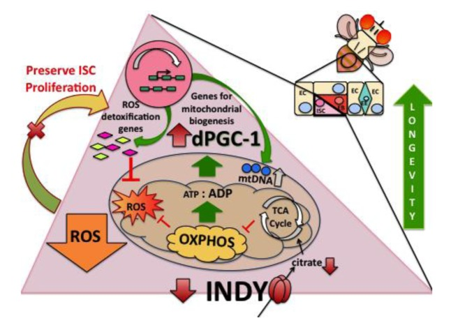Indy mutations preserve ISC homeostasis. INDY transports citrate from hemolymph into the cells and vice versa. Cytoplasmic citrate can be transported to mitochondria and used as a substrate for the TCA cycle. Reduced INDY-mediated transport decreases citrate levels and decreases the ATP/ADP ratio. Such changes activate AMPK, promoting fat oxidation and dPGC-1 synthesis. The increase in dPGC-1 activity increases mitochondrial biogenesis and transcription of ROS-detoxification genes. Decreased ROS production preserves ISC homeostasis, which contributes to Indy mediated longevity extension.