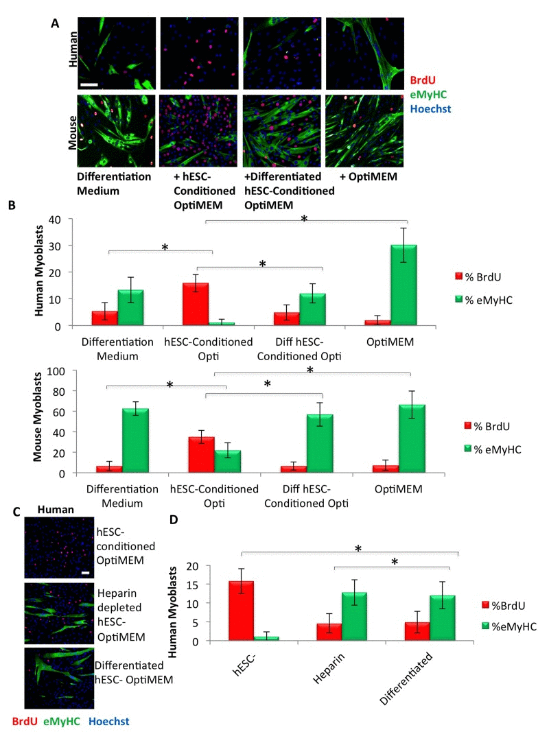 Pro-regenerative embryonic factors that enhance human and mouse myoblast proliferation contain heparin binding domains