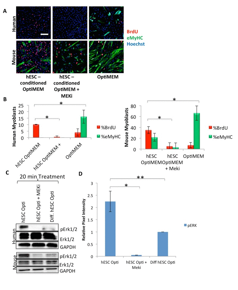 hESCs secrete pro-myogenic proteins that act primarily through MAPK signaling