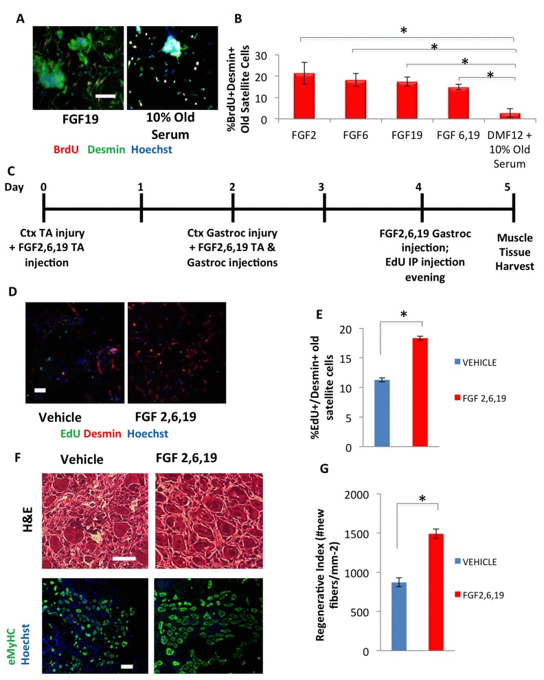 hESC candidate factors FGF2, 6, and 19 exhibit a pro-myogenic effect in an old environment and enhance old muscle regeneration in vivo