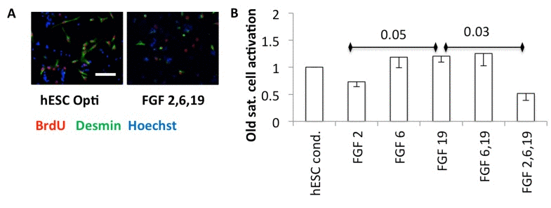 (A) Quiescent satellite cells were isolated from uninjured muscle and plated into quiescent medium (DMEM with 1% horse serum final concentration [43]), with an equal volume of Opti-MEM conditioned by hESCs or Opti-MEM with the indicated FGFs at 30 ng/ml each, cultured for one day and then BrdU added overnight before fixation and immunoanalysis. Representative images are shown. Scale bar = 100 μM (B) Quantification. The activated satellite cells are the mean fraction of myogenic desmin +ve cells that are proliferating (BrdU+ve), normalized to the hESC condition, from three experiments, with − 1 SEM indicated (n=3). P-values are shown between FGF2 and FGF19, and FGF19 and FGF 2,6,19.