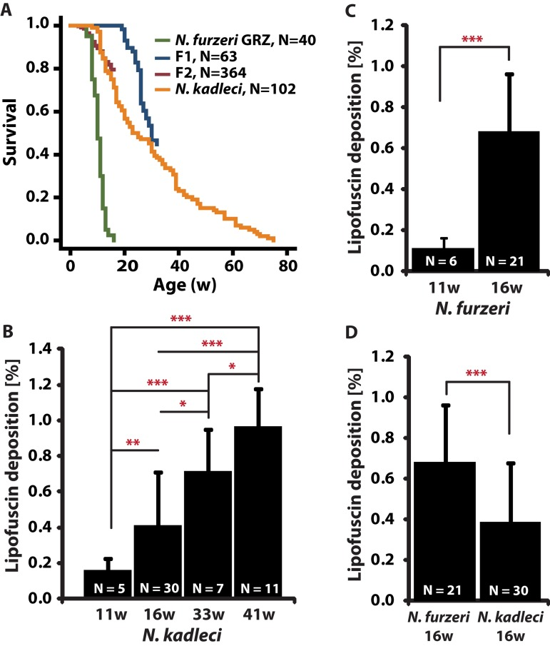 Lifespan and lipofuscin deposition (LFD) with age in N. furzeri GRZ and N. kadleci