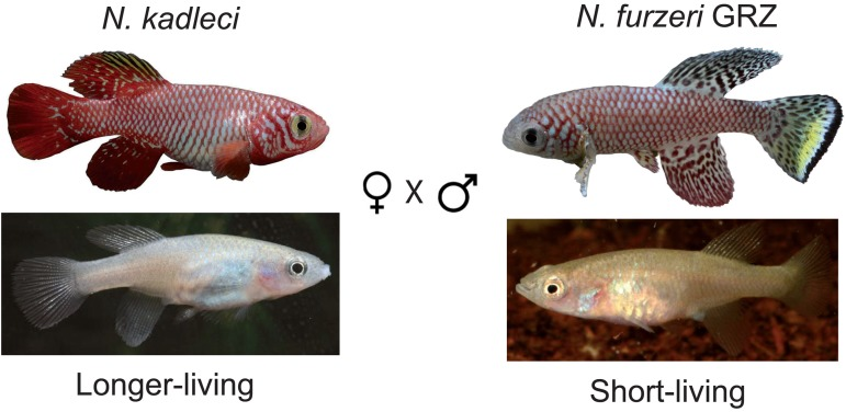 The mating scheme