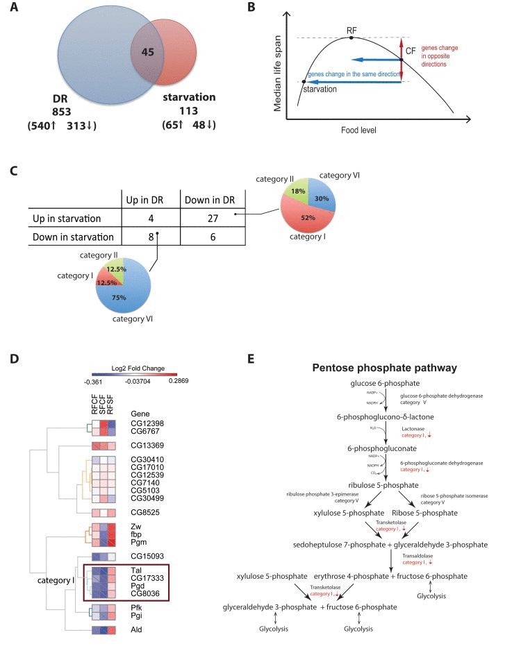 Different gene regulation between Dietary restriction and starvation