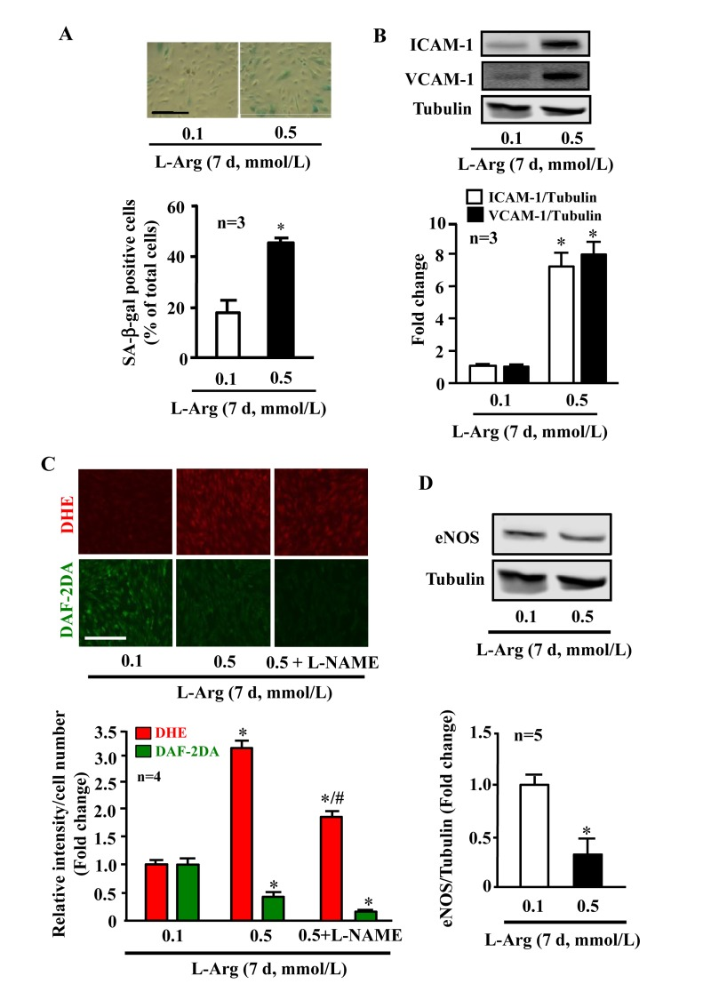 Chronic L-arginine supplementation promotes endothelial senescence, inflammation and eNOS-uncoupling