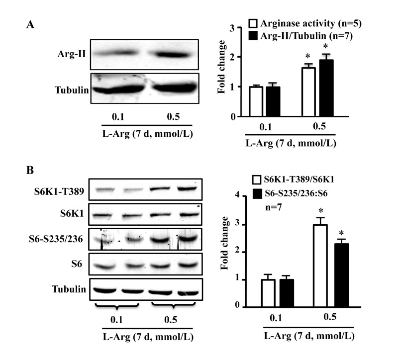 Chronic L-arginine supplementation induces Arg-II expression/activity and mTORC1-S6K1 signaling