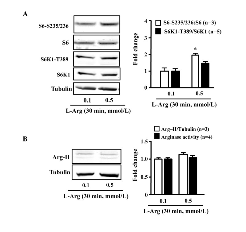 Acute L-arginine supplementation activates mTORC1-S6K1 signaling, but not Arg-II expression/activity