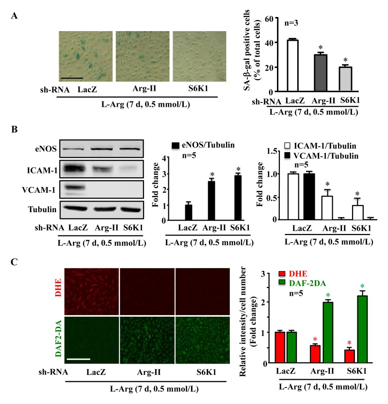 Arg-II and S6K1 mediate the chronic effect of L-arginine on cell senescence