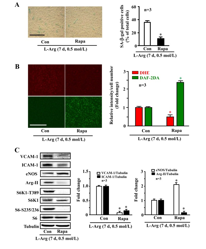 Arg-II and S6K1 mediate the chronic effect of L-arginine on cell senescence