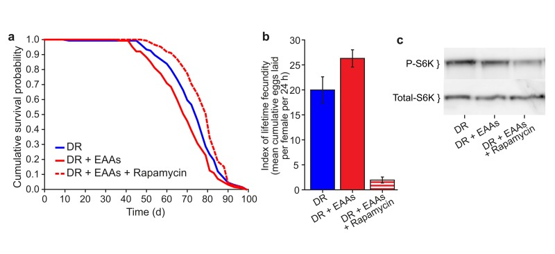 Effect of Rapamycin treatment on EAA-supplemented flies