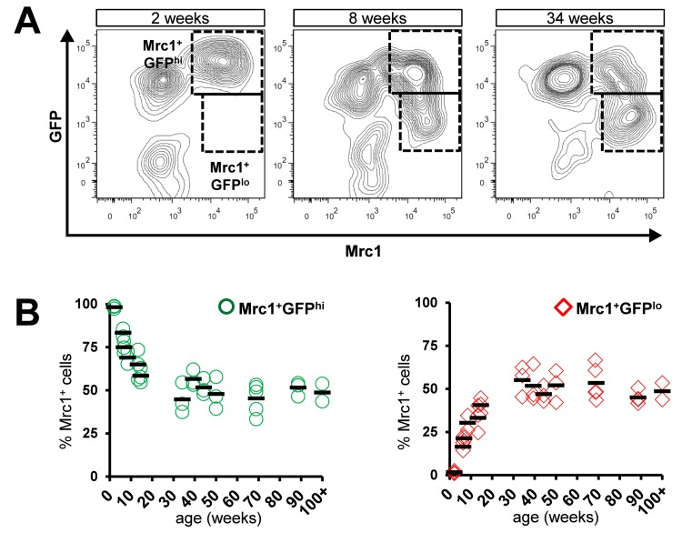 Age-dependent decline in proportion of Mrc1+ cTMs expressing high levels of Cx3cr1