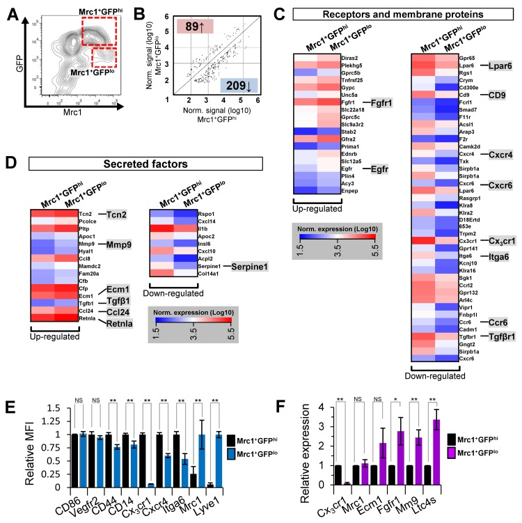 Microarray gene expression analysis of Mrc1+GFPhi and Mrc1+GFPlo cTM subsets and validation