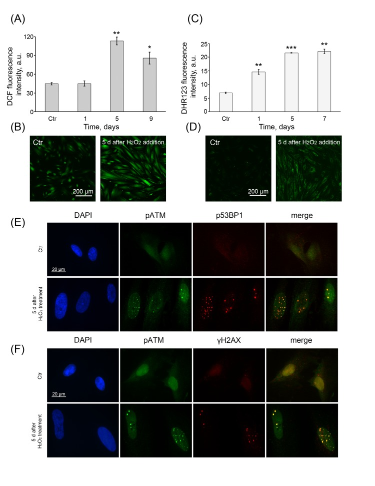 Permanent ROS generation and prolonged DDR activation