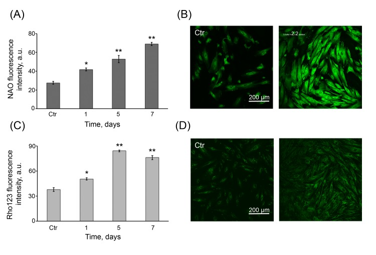 Persistent increase in the number of functional mitochondria in H2O2-treated hMESCs