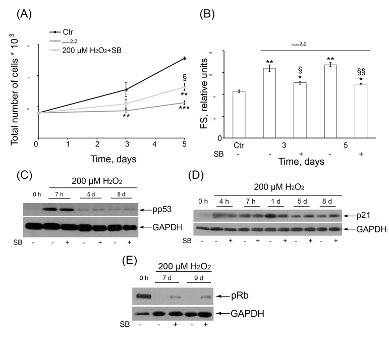 (A) SB rescued the cell proliferation of H2O2-treated hMESCs. Cell number was determined daily by FACS (M ± SD, N = 3, **p2O2-treated cells). (B) SB partially prevented H2O2-induced increase of cell size. Forward scatter (FS) reflects the average cell size. M ± SD, N = 3, *pC) Inhibition of p38 activity had no effect on long-term activation of pp53 or (D) p21. (E) An impact of inhibition of p38 kinase activity on pRb phosphorylation status.