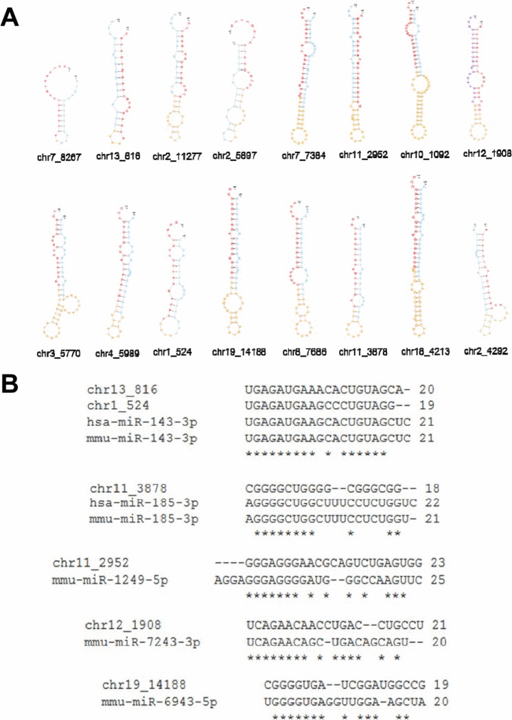 Sixteen novel miRNAs identified in skeletal muscle