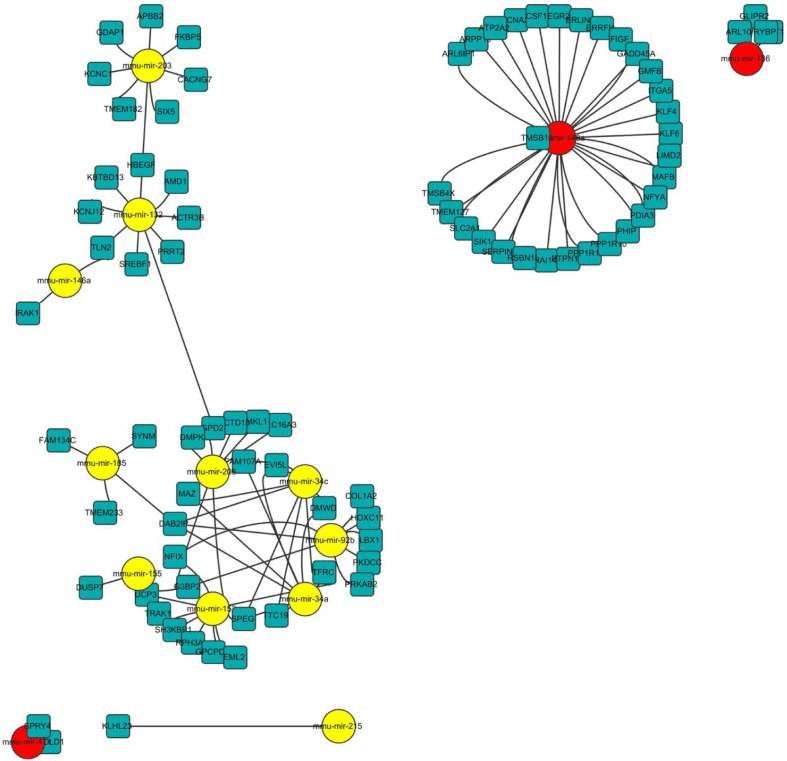 Network of miRNA-mRNA interaction