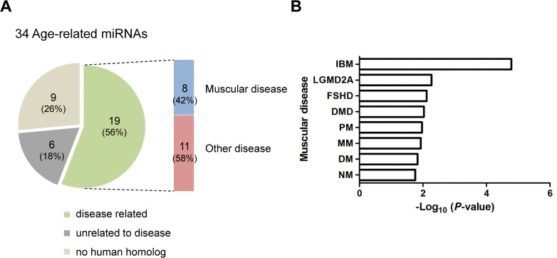 Association of age-related miRNAs identified in skeletal muscle with human diseases