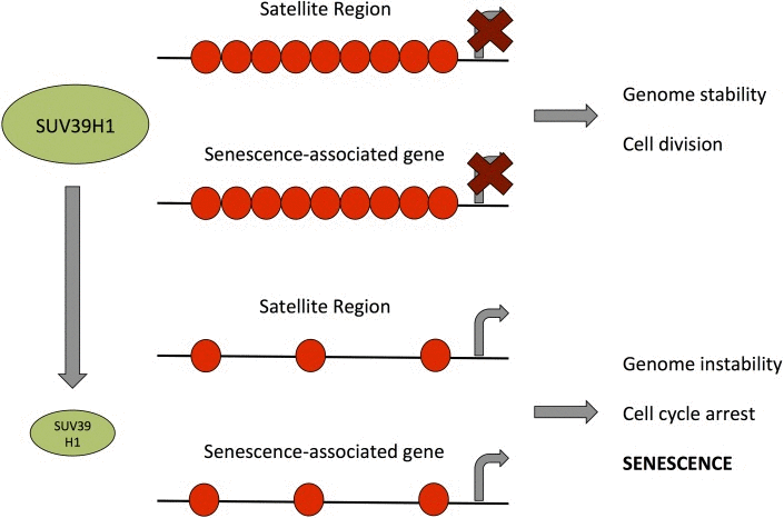 Model for the role of SUV39H1 down-regulation in the establishment of senescence