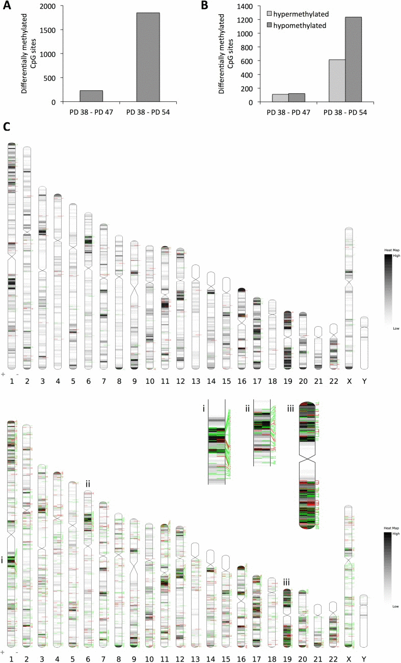 Changes in DNA methylation pattern in senescent cells