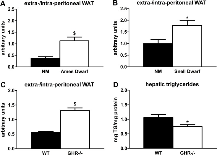 Age-related lipid redistribution is decreased in long-lived mice with diminished GH activity. (A) Ratios of extra-/intra-peritoneal (visceral) WAT in 18-month old female Ames dwarf and age-matched non-mutant (NM) littermates. (B) Ratios of extra-/intra-peritoneal WAT in 18-month old female Snell dwarf and age-matched non-mutant (NM) littermates. (C) Ratios of extra-/intra-peritoneal WAT in 18-month old female GHR-/- and age-matched wild-type (WT) littermates. (D) Hepatic triglyceride content in 18-month old female GHR-/- and age-matched wild-type (WT) littermates. Data were analyzed by Student's t-test and are expressed as mean ± SEM of 6 mice per group for A-B, 5 mice per group for C, and 8 mice per group for D. *P$P
