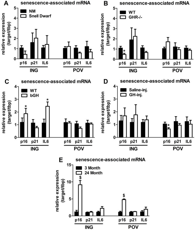 Lifelong GH activity predicts senescence-associated gene expression in WAT. (A) Expression of p16, p21, and IL6 in WAT from 18-month old female Snell dwarf and age-matched non-mutant (NM) littermates. (B) Expression of p16, p21, and IL6 in WAT from 18-month old female GHR-/- and age-matched wild-type (WT) littermates. C. Expression of p16, p21, and IL6 in WAT from 10-month old female bGH and age-matched wild-type (WT) controls. D. Expression of p16, p21, and IL6 in WAT from 19-month old female GH-injected (GH-inj.) and age-matched saline-injected (Saline-inj.) controls. E. Expression of p16, p21, and IL6 in WAT from female 24 month and 3 month old mice. Data were analyzed by Student's t-test and are expressed as mean ± SEM of 4 mice per group for A & E and 6 mice per group for B-D. *P$P