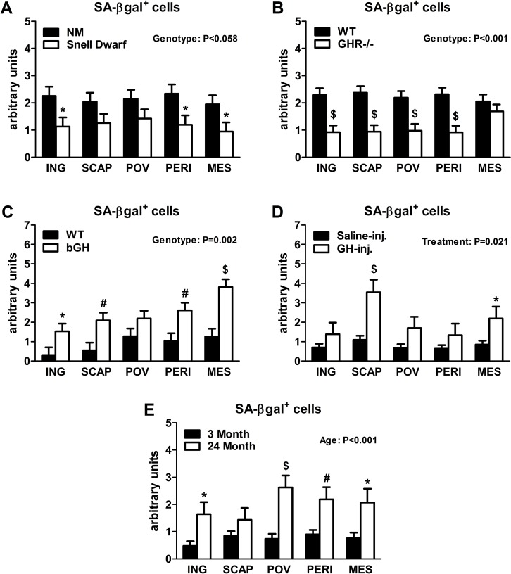 Lifelong GH activity predicts senescent cell accumulation in WAT. (A) SA-βgal+ cells in 18-month old female Snell dwarf and age-matched non-mutant (NM) littermates. (B) SA-βgal+ cells in 18-month old female GHR-/- and age-matched wild-type (WT) littermates. (C) SA-βgal+ cells in 10-month old female bGH and age-matched wild-type (WT) controls. (D) SA-βgal+ cells in 19-month old female GH-injected (GH-inj.) and age-matched saline-injected (Saline-inj.) controls. E. SA-βgal+ cells in female 24 month and 3 month old mice. SA-βgal+ data were analyzed by a mixed effects model. All data are expressed as mean ± SEM of 6 mice per group for A-C and 8 mice per group for D-E. *P#P$P
