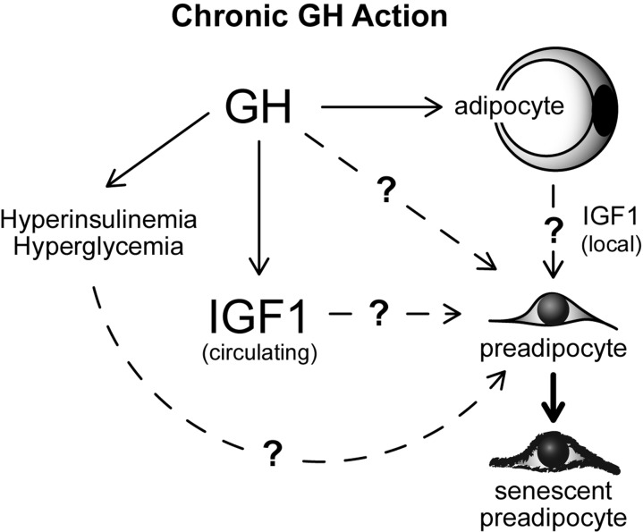 Speculative model of mechanisms contributing to GH-related WAT dysfunction with aging. Potential links between GH, IGF1, glucose, insulin and cellular senescence are indicated.