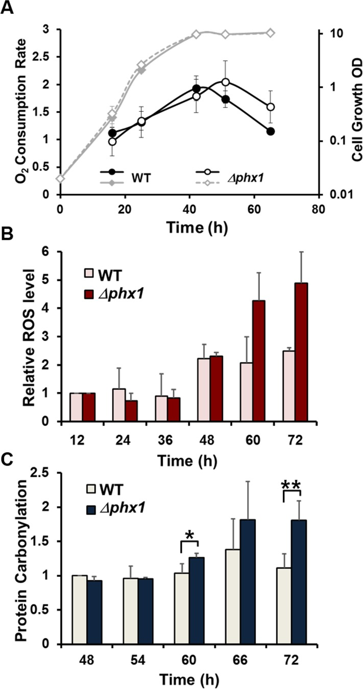 Oxygen consumption, ROS accumulation, and protein oxidation during growth