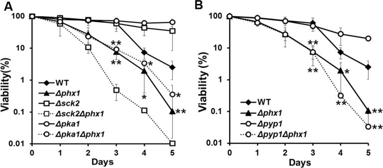 Extended lifespan of Δpka1, Δsck2, and Δpyp1 mutants depends on Phx1 function