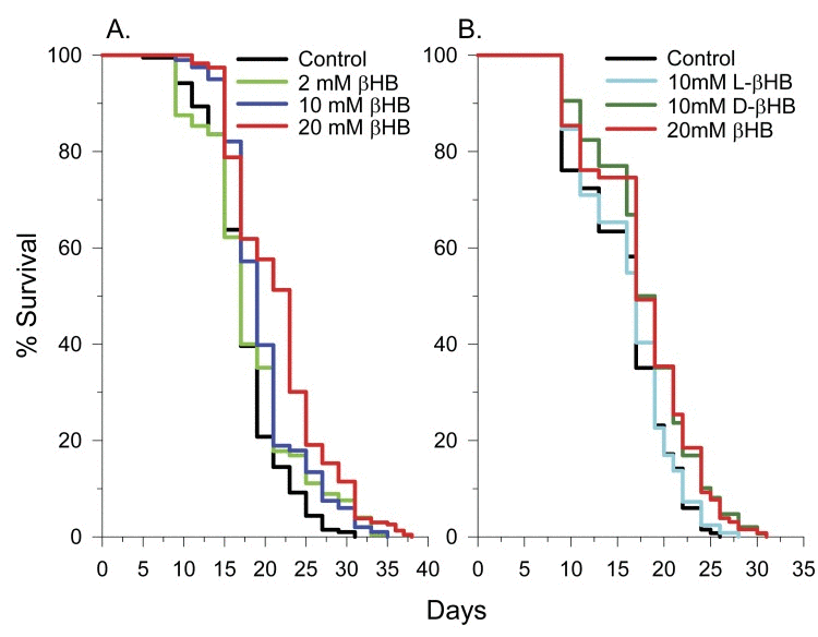 D-βHB extends the lifespan of N2 C. elegans worms. (A) Concentration dependency of βHB-mediated extension of lifespan. (B) D-βHB, but not L-βHB addition led to lifespan extension. When no D or L prefix is present, βHB refers to DL-βHB.