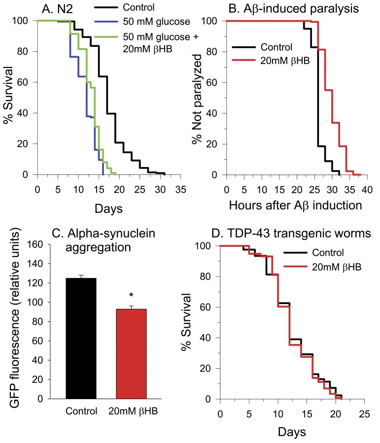 βHB protects against glucose toxicity and proteotoxicity. (A) Treatment with βHB partially protects against 50 mM glucose-induced reduction of lifespan in N2 worms. (B) Survival of the CL4176 strain of C. elegans expressing Aβ in muscle following temperature upshift. Treatment with βHB increases the time to paralysis (log-rank p n > 500 for both groups). (C) Treatment with βHB decreases α-synuclein-GFP aggregation in the NL5901 strain GFP fluorescence readings were taken on day 8 of worm lifespan. Data are represented as mean +/− SEM. (log-rank p (D) 20 mM βHB did not protect against the shortened lifespan induced by human TDP-43 overexpression when the worms were grown at 16°C.