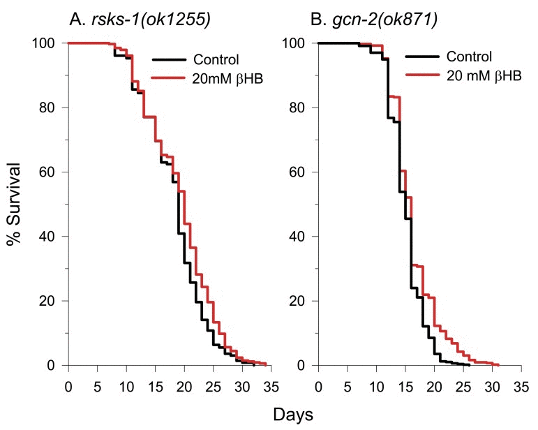 A decreased rate of protein synthesis contributes to βHB-mediated longevity. (A) βHB-mediated lifespan extension was blunted in rsks-1(ok1255) mutant worms. (B) βHB-mediated lifespan extension was also blunted in gcn-2(ok871) mutant worms.