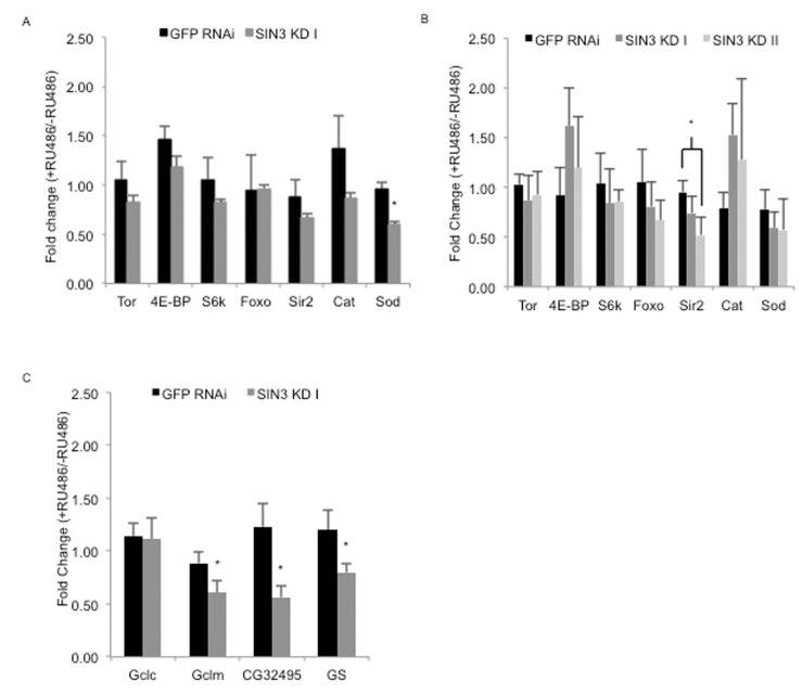 Effects of ubiquitous knock down of Sin3A on expression of genes known to impact longevity and glutathione synthesis