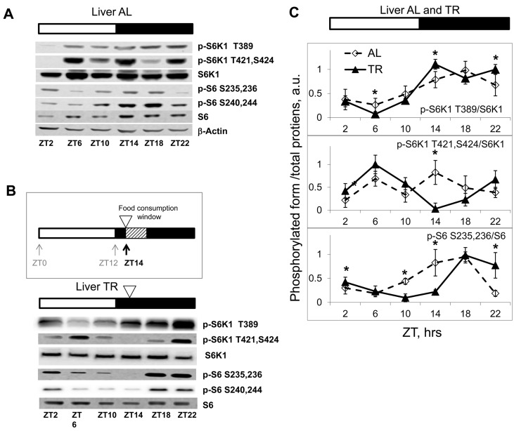 Daily rhythms in mTORC1in tissues of mice subjected to different feeding paradigms. Bars on the top of the figure represent the light (open bars) and the dark (black bars) parts of the day. ZT0 is the time when the light is turned on. (A, B and C) Representative Western blots (WB) of daily rhythms in phosphorylation of mTORC1 downstream targets: (A) in the liver of ad libidum (AL) fed mice; (B) in the liver of time restricted (TR) fed mice. The TR regimen is schematically depicted: 100% of the average daily ration was provided as a single meal at ZT14 (the white arrowhead); the food was consumed during three hours. (C) Quantification of phosphorylation of S6K1 and ribosomal S6 proteins on indicated sites normalized to total levels of the indicated proteins in the liver of AL (open diamonds, dashed black line) and TR (black triangles, solid black line) fed mice. 3 male mice per each time point and feeding regimen have been used. Data present Average +/− SEM; * p