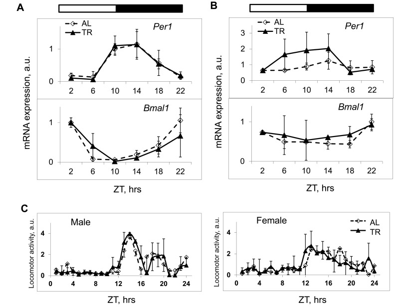 TR feeding does not affect daily rhythms in gene expression and behavior controlled by the circadian clock. (A and B) The expression of mRNAs of the circadian clock genes Per1 and Bmal1 in the liver (A) and in the spleen (B) of mice subjected to AL (black diamonds, solid black line) or TR (gray squares, gray line) feeding. (C) Daily in cage behavior of mice subjected to AL (black diamonds, solid black line) or TR (black triangles, dashed black line) feeding. 3 male mice per each time point and feeding regimen have been used. Data present Average +/− SEM; * − p