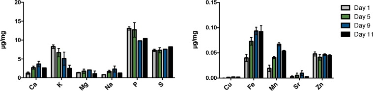 Alteration of the metal profile with age in C. elegans. ICPaes analysis of synchronous populations of day 1, day 5, day 9 and day 11 old animals. Metals are grouped by abundance. Bars represent the mean of three biological replicates, each in triplicate. Error bars, SD.