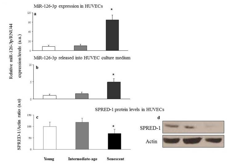 Relative miR-126-3p expression and SPRED-1 protein levels in young, intermediate age and senescent HUVECs