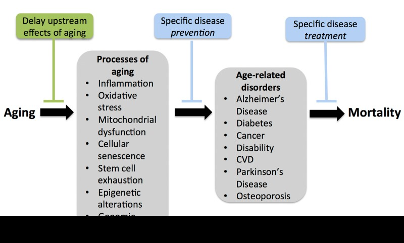 Compressing morbidity by slowing the processes of aging