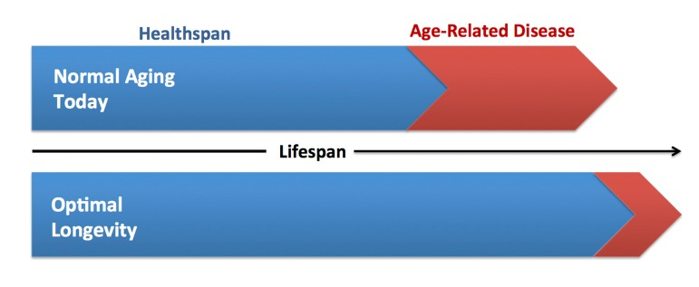 Increasing healthspan and optimal longevity