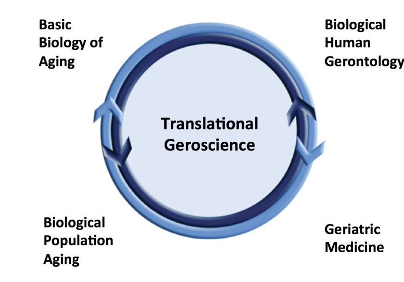 Translational geroscience