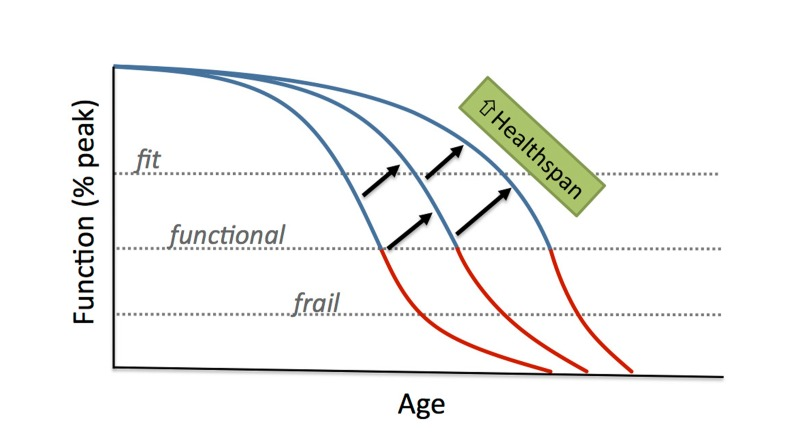 Compression of physiological dysfunction with aging