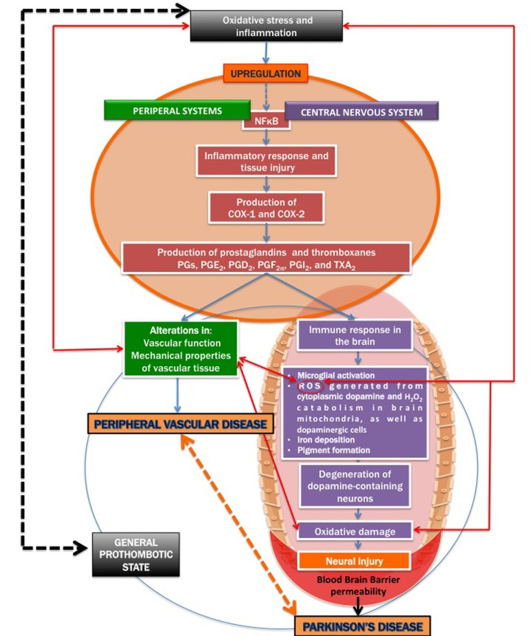 A simplified diagram on how inflammatory signalling contribu tes to both cardiovascular disease and Parkinson's disease.