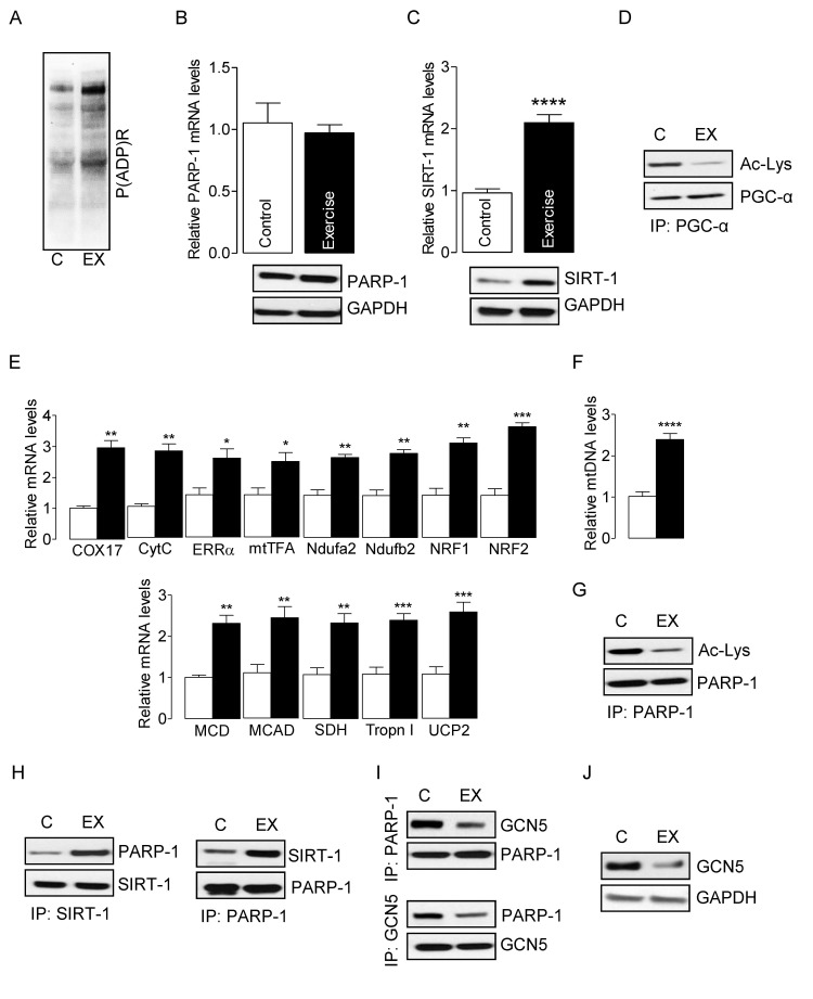 SIRT-1 deactivates exercise-induced PARP-1 in skeletal muscle from young mice