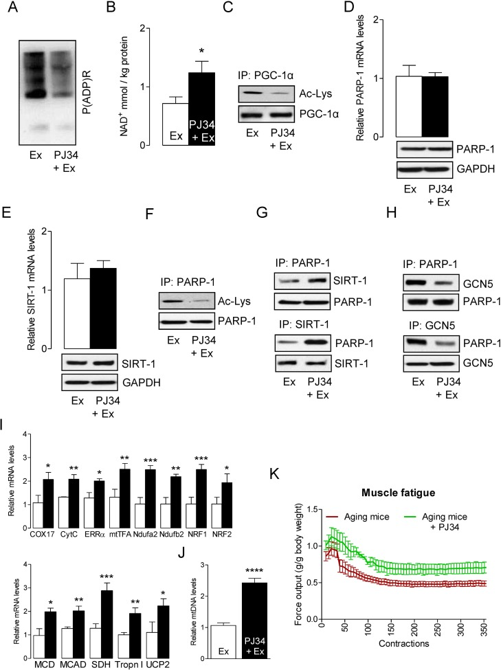 PARP-1 inhibition increases SIRT-1 activity and improves skeletal muscle fatigue
