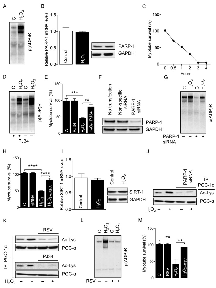 PARP-1 inhibition prevents the H2O2-induced myotube death