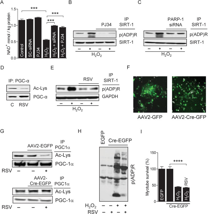 PARP-1 inhibits SIRT-1 activity by PARylation