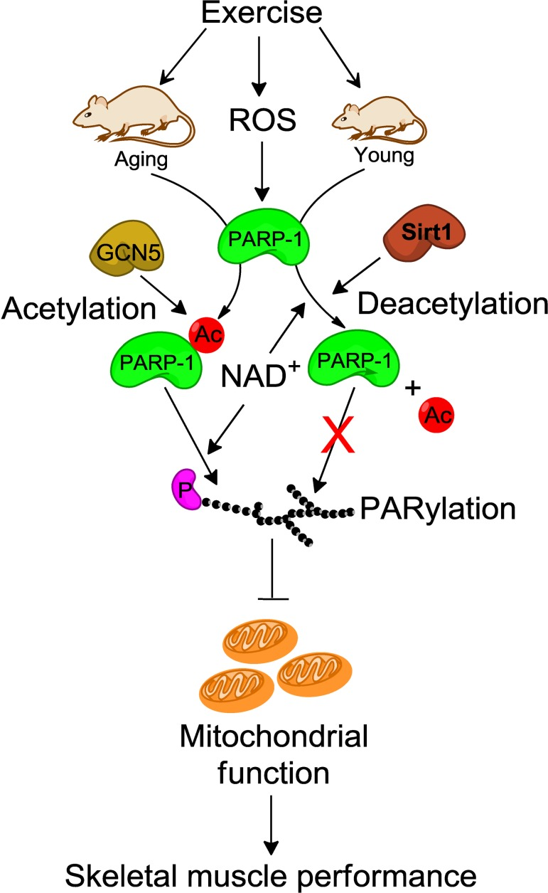 Schematic illustration of how SIRT-1 may protect skeletal muscle from PARP-1-induced muscle fatigue